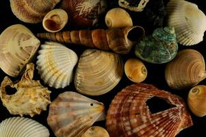 a variety of shells are arranged on a black background photo