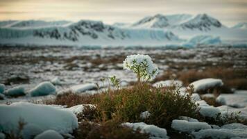AI generated Investigate the unique adaptations of Arctic plants to survive extreme winter conditions. photo