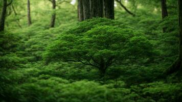 AI generated Analyze the impact of climate change on the absolute green tree nature background, considering its effects on both plant life and the migratory patterns of colorful birds. photo