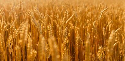 Amazing agriculture sunset landscape.Growth nature harvest. Wheat field natural product. Ears of golden wheat close up. Rural scene under sunlight. Summer background of ripening ears of landscape. photo