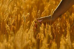 Woman's hand touching spikelets on the field on the beautiful sunset, agricultural harvest concept photo