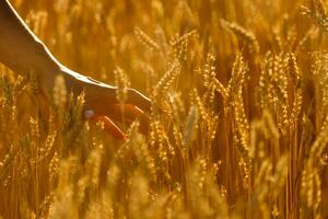 mujer mano conmovedor espiguillas en el campo en el hermosa atardecer, agrícola cosecha concepto foto