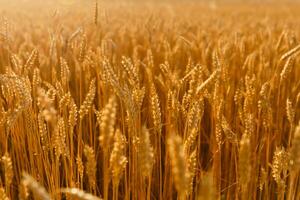 background field spikelets in the sun photo