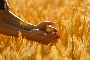 Woman's hand touching spikelets on the field on the beautiful sunset, agricultural harvest concept photo