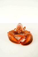 a lobster on a white background photo
