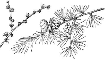 Tamarack Larch Pine Cone vintage illustration. vector