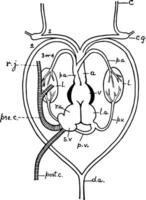 Frog Heart, vintage illustration vector