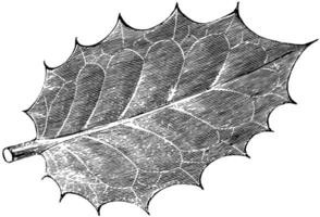 Leaf of Ilex Aquifolium Ovata vintage illustration. vector