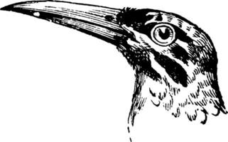 Head of a Great Jacamar, vintage illustration. vector