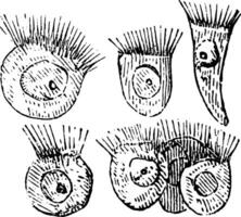 esferoidal ciliado células desde un rana, Clásico ilustración vector