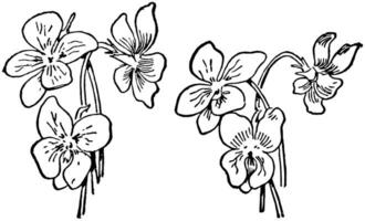 Three Violets, vintage illustration vector