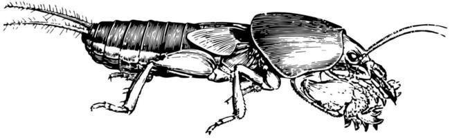 Mole Cricket, vintage illustration. vector