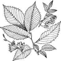 Elm Leaves vintage illustration. vector