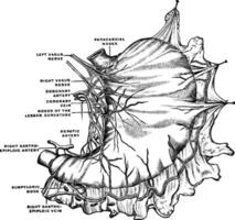 Lymphatic Plexus of the Stomach, vintage illustration. vector