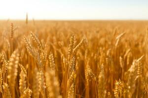 background field spikelets in the sun photo