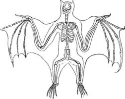 Bat Skeleton, vintage illustration. vector