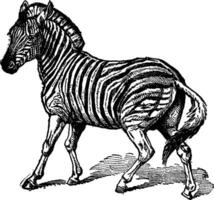 Burchell Zebra, vintage illustration. vector