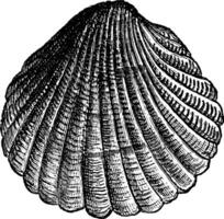 Cockle, vintage illustration. vector