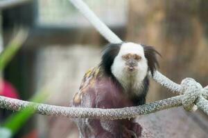 a tamarin monkey with its tongue out at local zoo photo