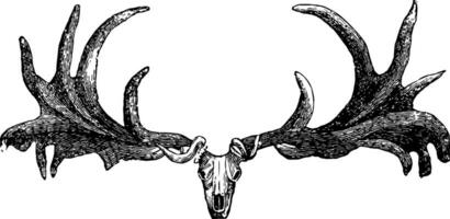 Irish Elk Skull, vintage illustration. vector