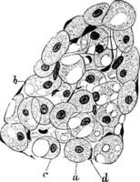 Developing Adipose Tissue in Fetus, vintage illustration. vector