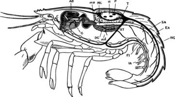 Lobster Organs, vintage illustratio vector