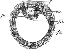 mamífero óvulo, Clásico ilustración. vector