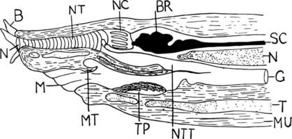Hagfish Anterior, vintage illustration vector