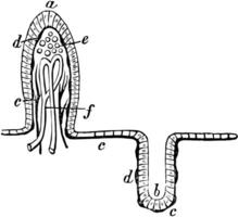 membrana mucosa, ilustración vintage. vector