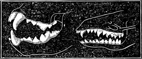 Comparing Teeth of Carnivora and Insectivora Animals, vintage illustration vector