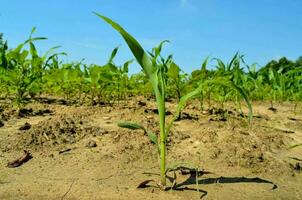 un joven maíz planta creciente en un campo foto