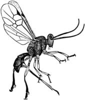 Female Adult Parasite Wasp, vintage illustration. vector