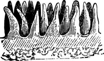 Papillae with Epidermis Removed, vintage illustration. vector