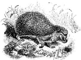 West European Hedgehog, vintage illustration. vector