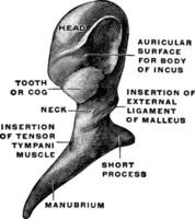 Malleus From Behind, vintage illustration. vector