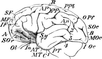 chimpancé cerebro, Clásico ilustración. vector