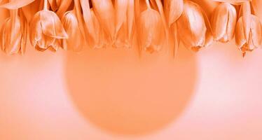 Peach Fuzz fresh flowers tulips background with copy space. Romantic composition. photo