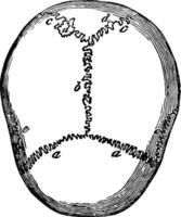 cráneo suturas, Clásico ilustración. vector