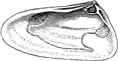 Derecha válvula de molusco, Clásico ilustración. vector