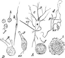 Different Forms of Ganglion Cells, vintage illustration vector