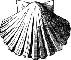 Exterior Scallop Shell was used as a water basin in the form of a shallow dish, vintage engraving. vector
