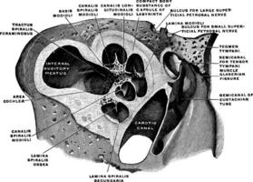 Vertical Section Through the Cochlea, vintage illustration. vector