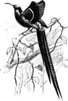 Great Sickle Bill Bird of Paradise, vintage illustration. vector