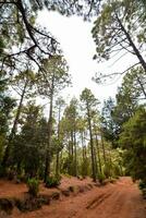 a dirt road in the middle of a forest photo