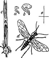 Corn Sawfly, vintage illustration. vector