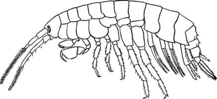 Gammarus Ornatus, vintage illustration. vector