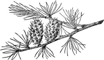 Western Larch Pine Cone vintage illustration. vector