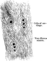 blanco fibrocartílago, Clásico ilustración vector