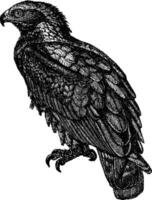 águila real, ilustración antigua. vector