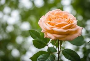 ai generado cerca arriba hojas Rosa flor con bokeh para san valentin foto